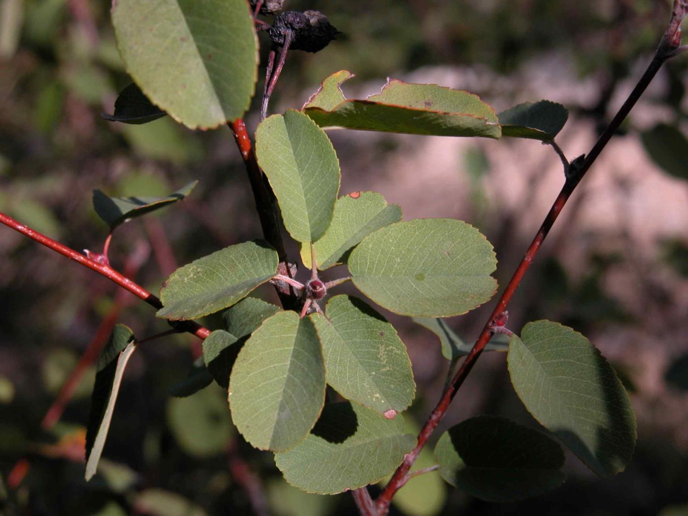 Amelanchier leaf